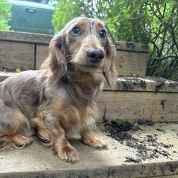 Bradley - Dachshund