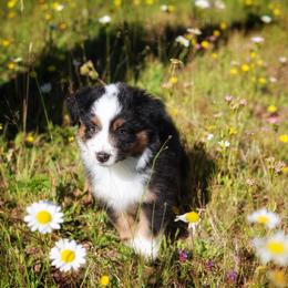 Hank - Black tri male Miniature American Shepherd puppy in Battle Ground, Washington from Casita Miniature American Shepherds