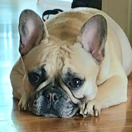 Nikki - French Bulldog