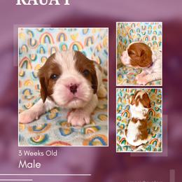 Kaua'i - Blenheim male Cavalier King Charles Spaniel puppy in Kapaa, Hawaii from Hanai Cavaliers