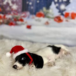 Doc - Piebald female Dachshund puppy in Westport, Kentucky from Lonestar Creek Farm
