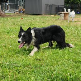 Cinder - Border Collie