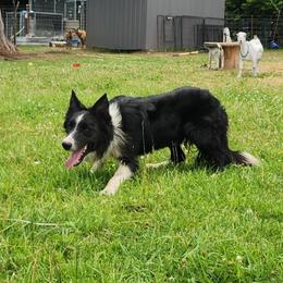 Cinder - Border Collie
