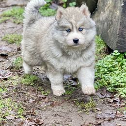 Oakley - Gray and white female Siberian Husky puppy in Everett, Washington from Addison Grove Huskies