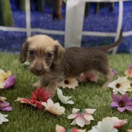 Chocolate Based Cream Wirehair Female - Cream female Dachshund puppy in Killeen, Texas from Southern Dachshunds