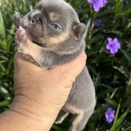 Boy 1 - Tricolors male French Bulldog puppy in Jacksonville, Florida from Jacksonville Frenchies