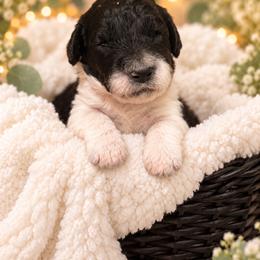 Glinda - Parti female Poodle puppy in Washington, Pennsylvania from Patriotic Poodles