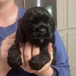 Boy 1 - Black male Cocker Spaniel puppy in Montalba, Texas from 4D