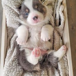 German Shepherd and Pembroke Welsh Corgi Puppies from J&R Shepherds & Corgis