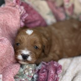 Emerald - Red Cavapoo puppy in Pleasant Hill, Iowa from Harvest Creek