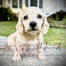 Honey - Cream female Dachshund puppy in Washington, North Carolina from Elegant Dachshunds-Eledox