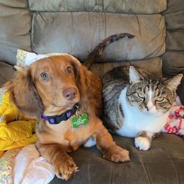 Dachshund Puppies from Golden Creek Farm