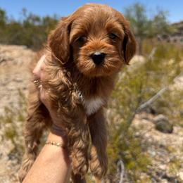 Berry - Red  female Goldendoodle puppy in Goodyear, Arizona from GAMMIE’S DOODLES