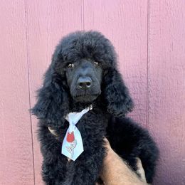 Dalmatian, Poodle, and Rhodesian Ridgeback Puppies from Ruffles, Ridges, & Spots!