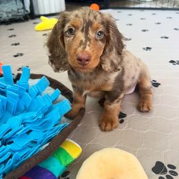 Dachshund All Grown Up from Wieonder Doxies