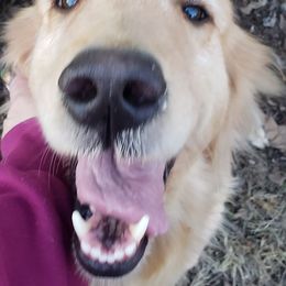 German Shepherd and Golden Retriever All Grown Up from Bonham Farms