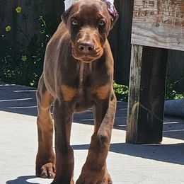 Doberman Pinscher Puppies from Franklin Dobermans