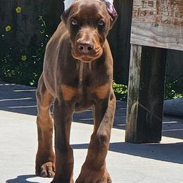 Doberman Pinscher Puppies from Franklin Dobermans