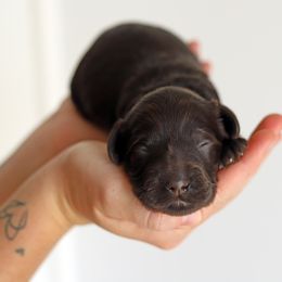Yellow - Chocolate female Australian Labradoodle puppy in Williamstown, New York from Lewis Manor Labradoodles
