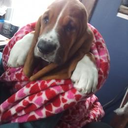 Miz Mam - Basset Hound