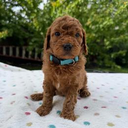 Light blue - Red  male Goldendoodle puppy in Citrus Heights, California from Tanya's Goldendoodles