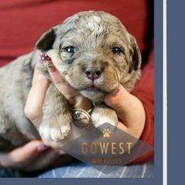 Cole - Blue merle male Aussiedoodle puppy in Salem, Utah from Go West Mini Aussies