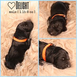 Double Doodle, Goldendoodle, and Sheepadoodle Puppies from Shaw Spring's Canines