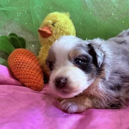 Murphey - Blue merle male Australian Shepherd puppy in Celina, Tennessee from CumberlandRidge Australian Shepherds