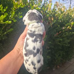 Lady Edith - Harlequin female Great Dane puppy in Granby, Missouri from HCR Great Danes