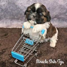 Shih Tzu Puppies from Miracle Shih Tzu