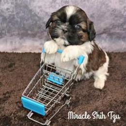 Shih Tzu Puppies from Miracle Shih Tzu