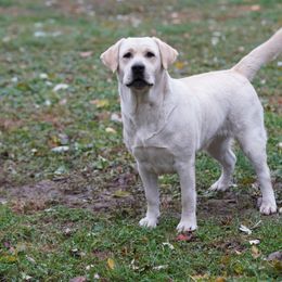 Rogue - Labrador Retriever