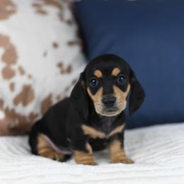 Waverly - Black and cream female Dachshund puppy in Fredonia, Arizona from Kaibab Dachshunds