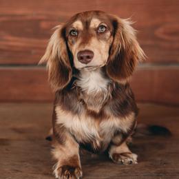 Larz - Dachshund