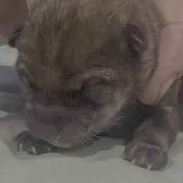 Addy Alpha Girl 2 - Sesame female Shiba Inu puppy in Brecksville, Ohio from Shomaisou Shiba Inu