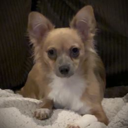 Serenity - Chihuahua