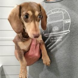 Maggie - Dachshund