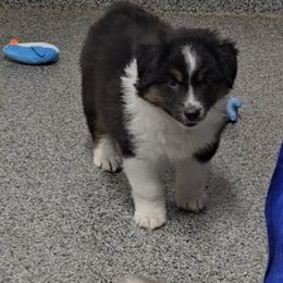 Birdie - Black tri-color female Australian Shepherd puppy in Divide, Colorado from Outlaw Farm and Kennel