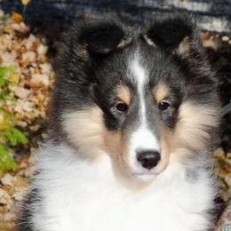Shetland Sheepdogs from Country Lane Shelties