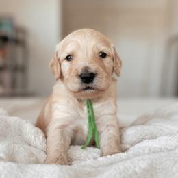 Danish, Boy - Apricot male Goldendoodle puppy in Maricopa, Arizona from Desert Ridge Doodles