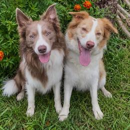 Border Collie puppies from Collie Wood Hills