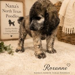 Roxanne - Sable female Poodle puppy in Joshua, Texas from Nana’s North Texas Poodles