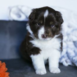Blaze - Red tri-color female Miniature American Shepherd puppy in Verdi, Nevada from EverSummer Minis