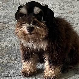 Cookie - Miniature Schnauzer