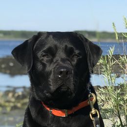 Onyx - Labrador Retriever