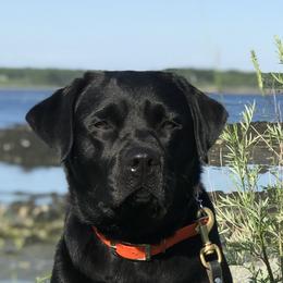 Onyx - Labrador Retriever