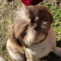 Pia - Shih Tzu