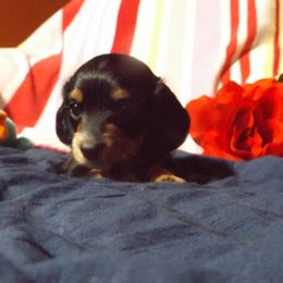 Dachshund Puppies from Molly Dolly's Miniature Dachshunds