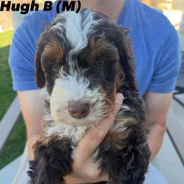 Flame - Tri-color male Bernedoodle puppy in Saratoga Springs, Utah from Coconut Bernedoodles