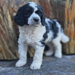 Bunny - Parti female Poodle puppy in Springfield, Oregon from Valaurah Farms